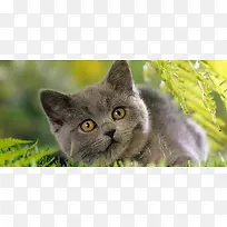 小猫动物背景-空若网 小猫动物背景-空若网