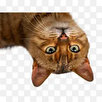 宠物可爱-空若网 宠物可爱-空若网