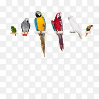 可爱的鹦鹉-空若网 可爱的鹦鹉-空若网
