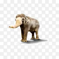 大象动物-空若网 大象动物-空若网