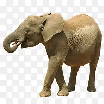 野外大象-空若网 野外大象-空若网