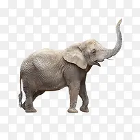 大象-空若网 大象-空若网