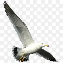 摄影夏日海边海鸥飞翔-空若网 摄影夏日海边海鸥飞翔-空若网