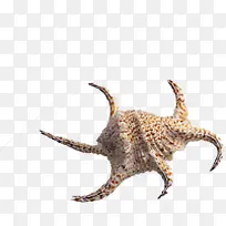 海边摄影贝壳设计-空若网 海边摄影贝壳设计-空若网