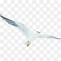 摄影夏日海边海鸥-空若网 摄影夏日海边海鸥-空若网