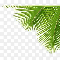 海边沙滩摄影海报棕叶-空若网 海边沙滩摄影海报棕叶-空若网