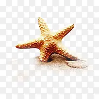 高清活动夏日海边海星摄影-空若网 高清活动夏日海边海星摄影-空若网