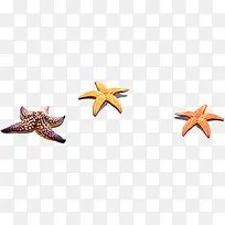 摄影夏天海边海星-空若网 摄影夏天海边海星-空若网