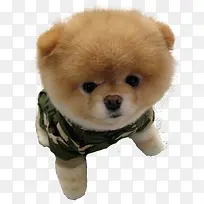 黄毛萌可爱狗-空若网 黄毛萌可爱狗-空若网