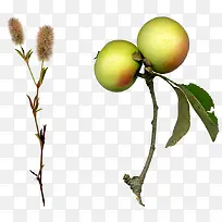 ���Ź�ʵ����֦��С��-������