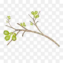 ��ٽ��Ź�ʵ�ĸ���֦-������