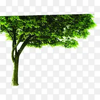 春天海边清新大树-空若网 春天海边清新大树-空若网