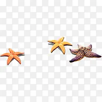高清海边彩色海星-空若网 高清海边彩色海星-空若网