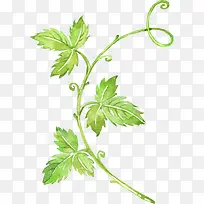 水彩叶子-空若网 水彩叶子-空若网