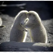 白色可爱海边生物-空若网 白色可爱海边生物-空若网