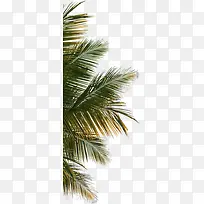 海边高清摄影效果棕榈树-空若网 海边高清摄影效果棕榈树-空若网