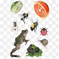 手绘柠檬橙子和昆虫-空若网 手绘柠檬橙子和昆虫-空若网