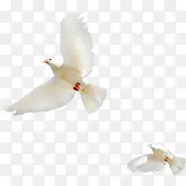 高清摄影和平鸽飞翔效果-空若网 高清摄影和平鸽飞翔效果-空若网