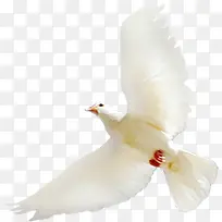 ������Ӱ�����ƽ���ɫ-������