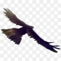 手绘卡通飞翔的鹰-空若网 手绘卡通飞翔的鹰-空若网