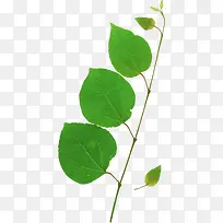 蝴蝶结矢量素材 树枝-空若网 蝴蝶结矢量素材 树枝-空若网