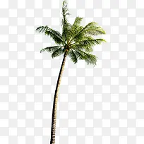 夏日摄影棕树沙滩-空若网 夏日摄影棕树沙滩-空若网