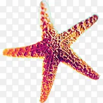 高清摄影沙滩海星设计-空若网 高清摄影沙滩海星设计-空若网
