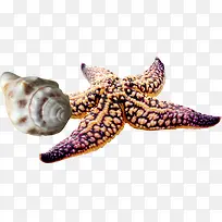 沙滩摄影海报海星贝壳-空若网 沙滩摄影海报海星贝壳-空若网