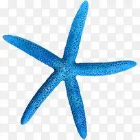 高清沙滩蓝色海星摄影-空若网 高清沙滩蓝色海星摄影-空若网