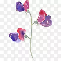 ���㶹ˮ�ʻ�����ˮ�ʻ��е��㶹-������