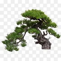 ������Ӱ��ɫ������ֲ��-������