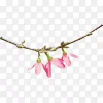 剪贴画-番红花-空若网 剪贴画-番红花-空若网