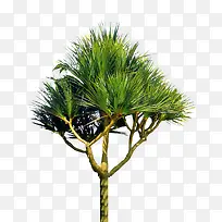 ����֦-������