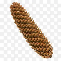 棕色松塔-空若网 棕色松塔-空若网