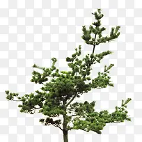 松树林-空若网 松树林-空若网