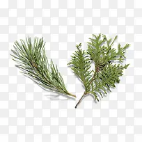 松树松毛树枝-空若网 松树松毛树枝-空若网