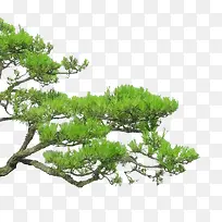 松树枝-空若网 松树枝-空若网