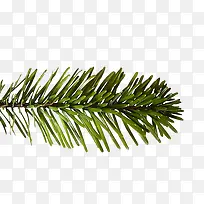 圣诞松树枝-空若网 圣诞松树枝-空若网