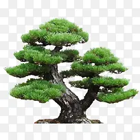 ��ɫ�������������Ӱ-������