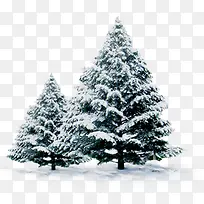 高清创意摄影绿色雪天松树-空若网 高清创意摄影绿色雪天松树-空若网