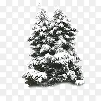 雪树-空若网 雪树-空若网