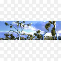 松树雪景摄影banner壁纸-空若网 松树雪景摄影banner壁纸-空若网