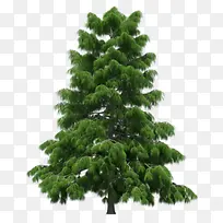 松树png素材-空若网 松树png素材-空若网