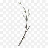 手绘植物花卉-空若网 手绘植物花卉-空若网