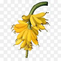 国外大师手绘香蕉-空若网 国外大师手绘香蕉-空若网