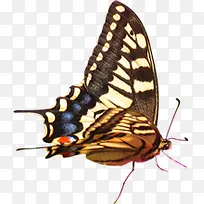 ��ɫ���������Ƭ-������