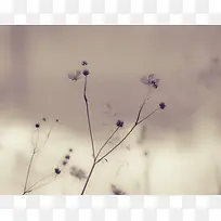 植物紫色照片摄影素材-空若网 植物紫色照片摄影素材-空若网