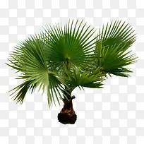 树-空若网 树-空若网