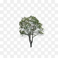 植物 树 森林 树叶-空若网 植物 树 森林 树叶-空若网