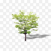 植物 树 森林 树叶-空若网 植物 树 森林 树叶-空若网